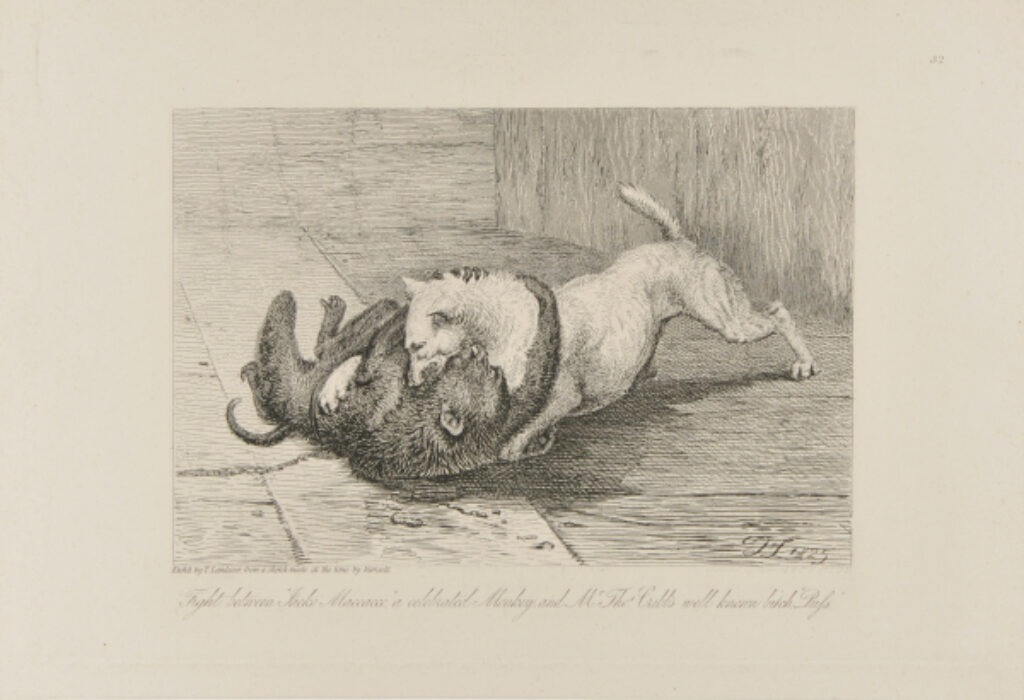 Fight between “Jacko Maccacco”a celebrated Monkey and Mr. Thos. Cribb’s well known bitch “Puss”