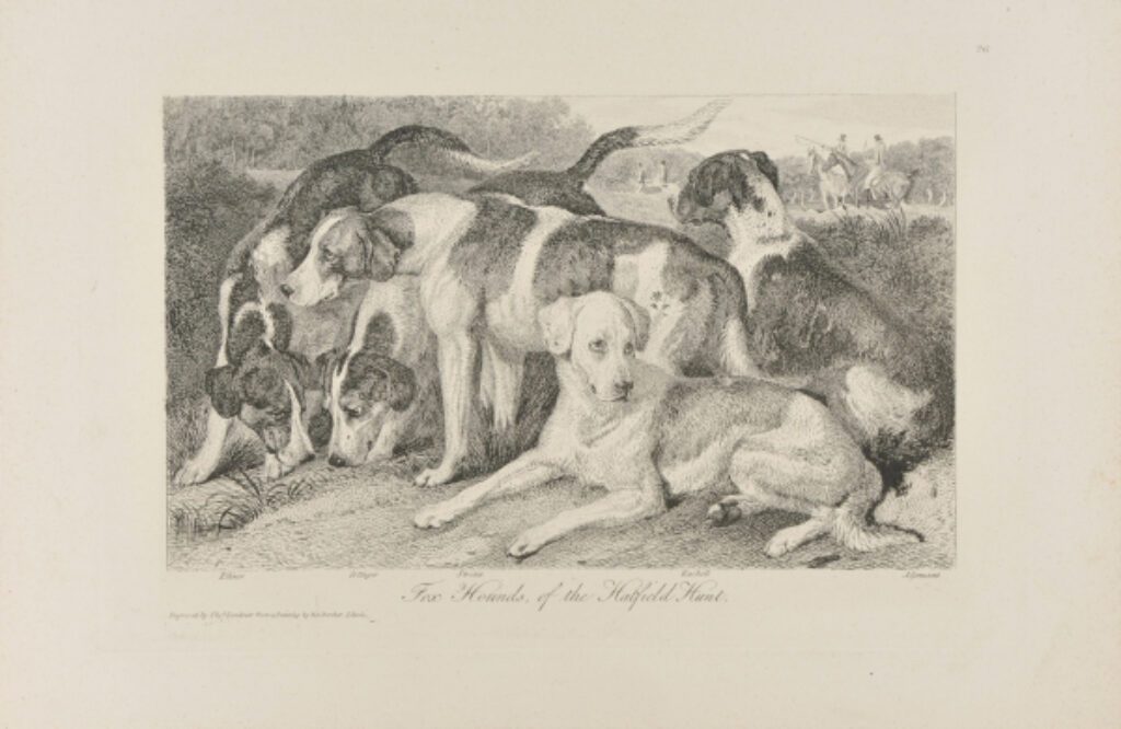 Fox Hounds of the Hatfield Hunt
