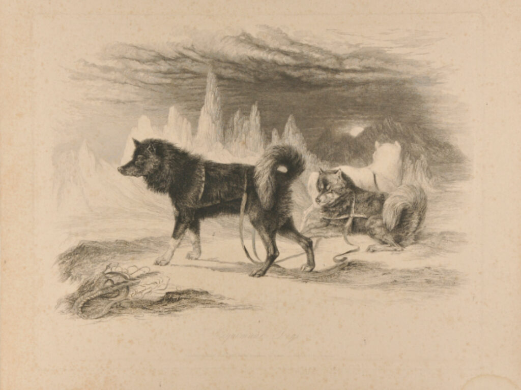 Exquimaux Dogs, after W.R. Smith