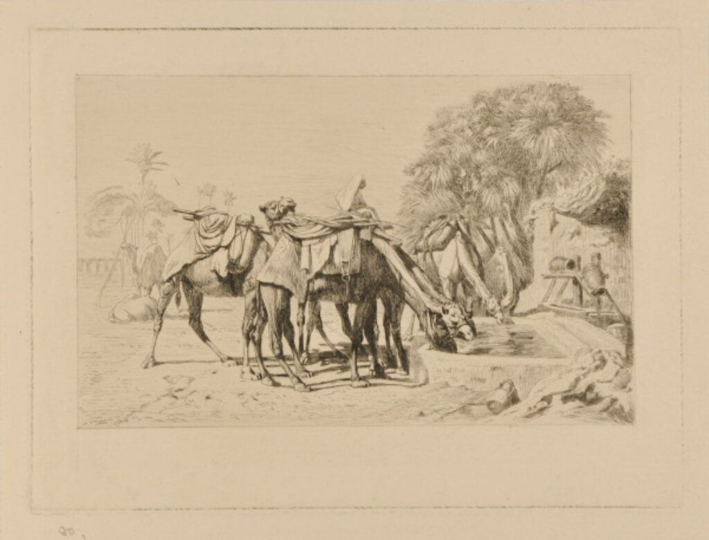 Chameaux à l’abreuvoir