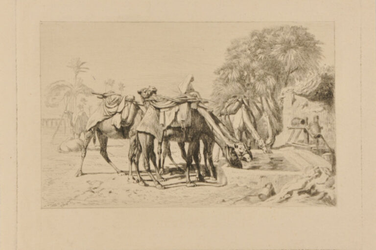 CAMELS AT THE TROUGH