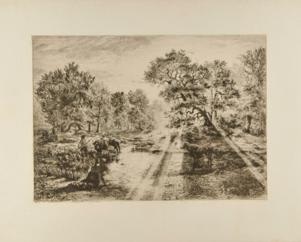 Boeufs traversant une mare