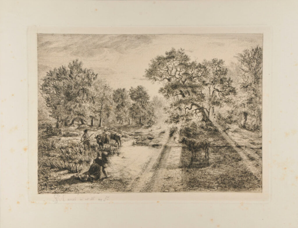 Boeufs traversant une mare