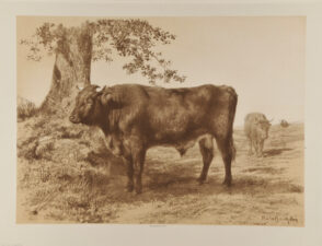 Study of Bull