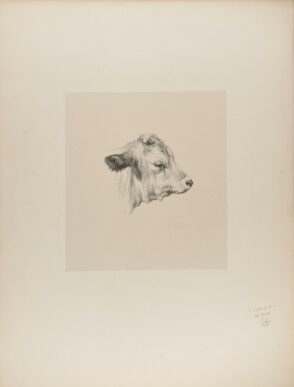 Tête de jeune taureau