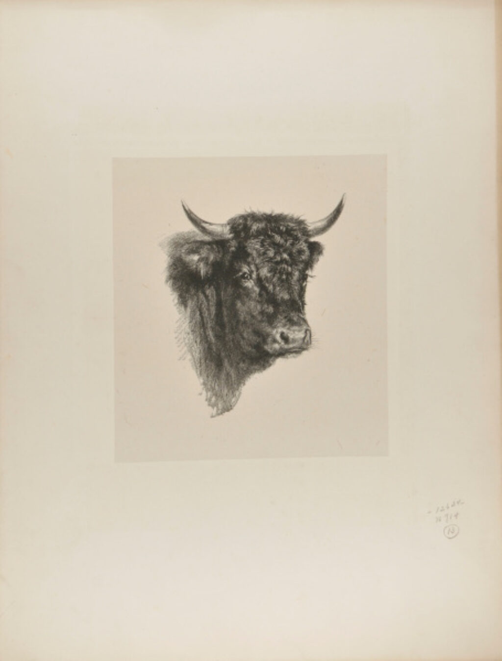 Head of Bull