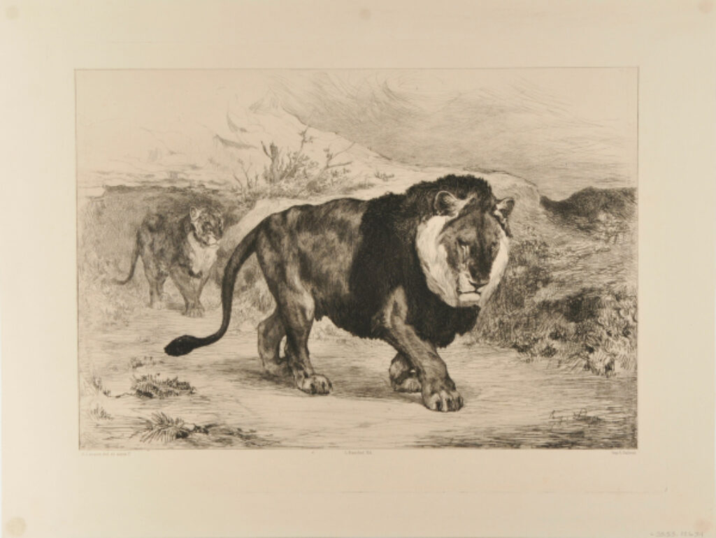 Lion et Lionne de Nubie