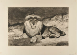 Cape Lion