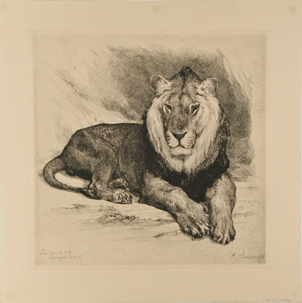Lion Jeune de Nubie