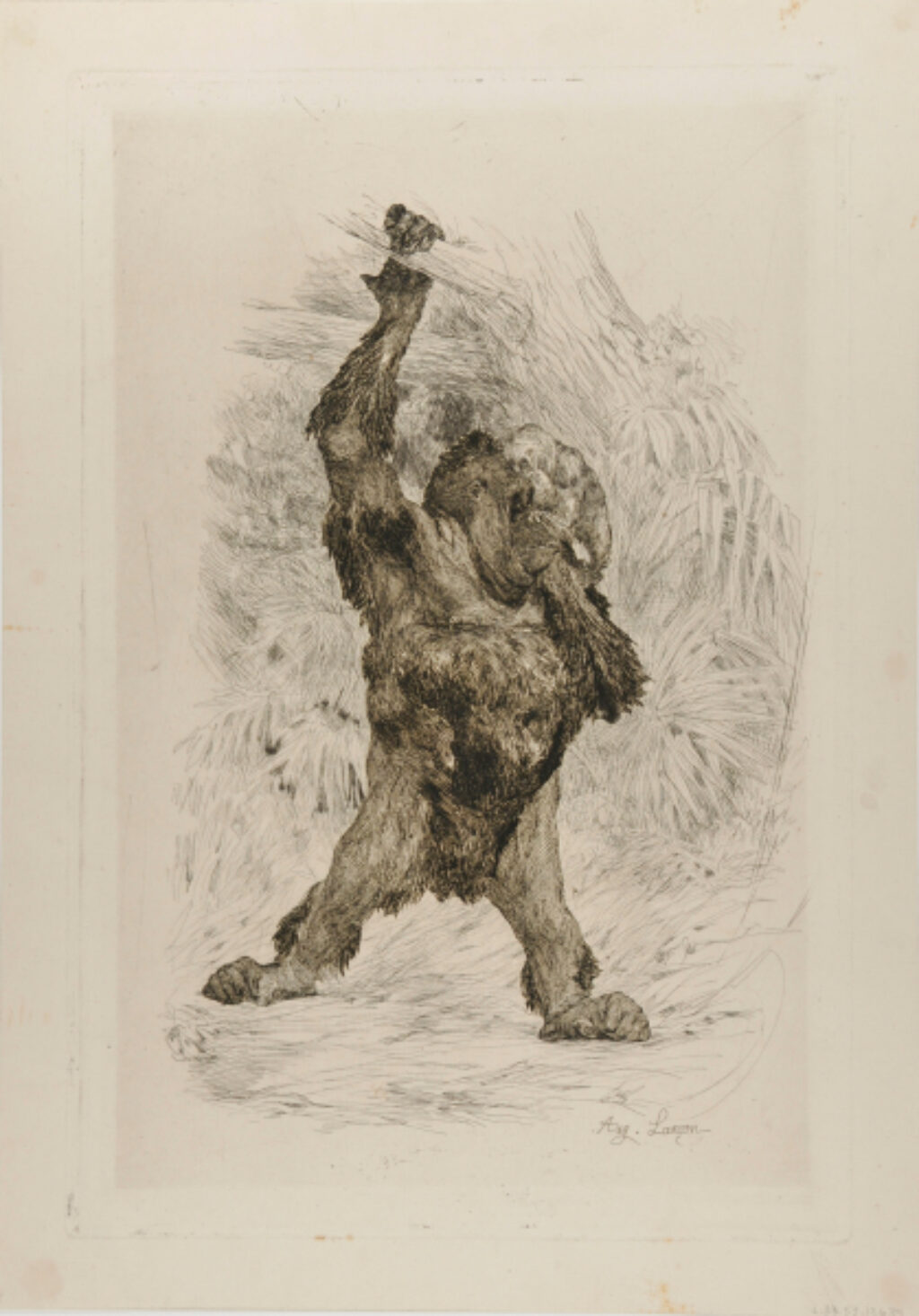 Orang-outang de Borneo