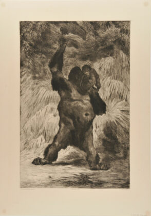 Orang-outang de Borneo