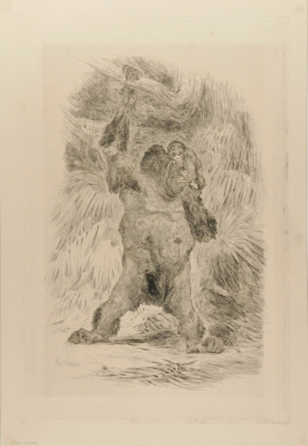 Orang-outang de Borneo