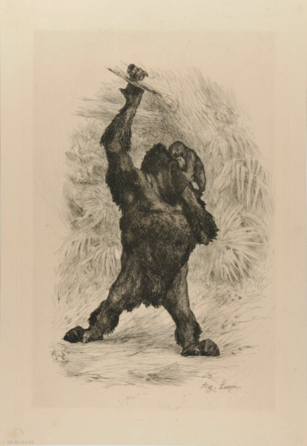 Orang-outang de Borneo