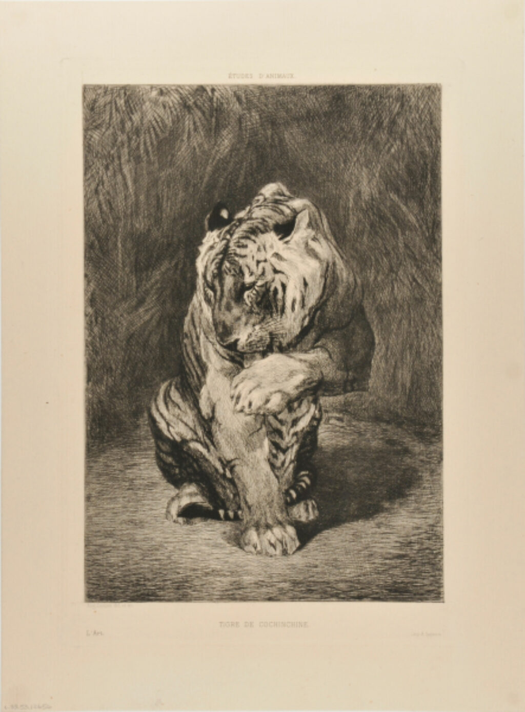 Tigre de Cochinchine
