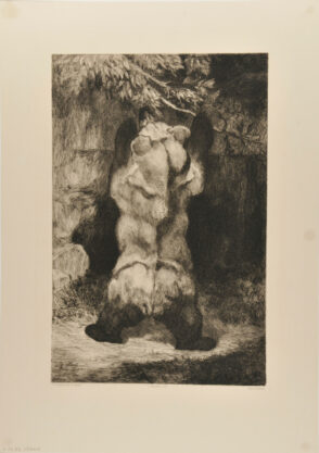 Ours fauve des Asturies