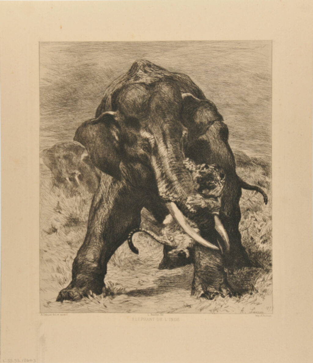 Elephant de l’Inde