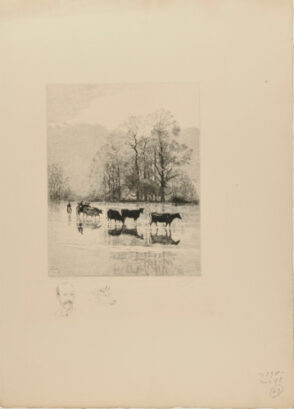 Cattle Crossing a River