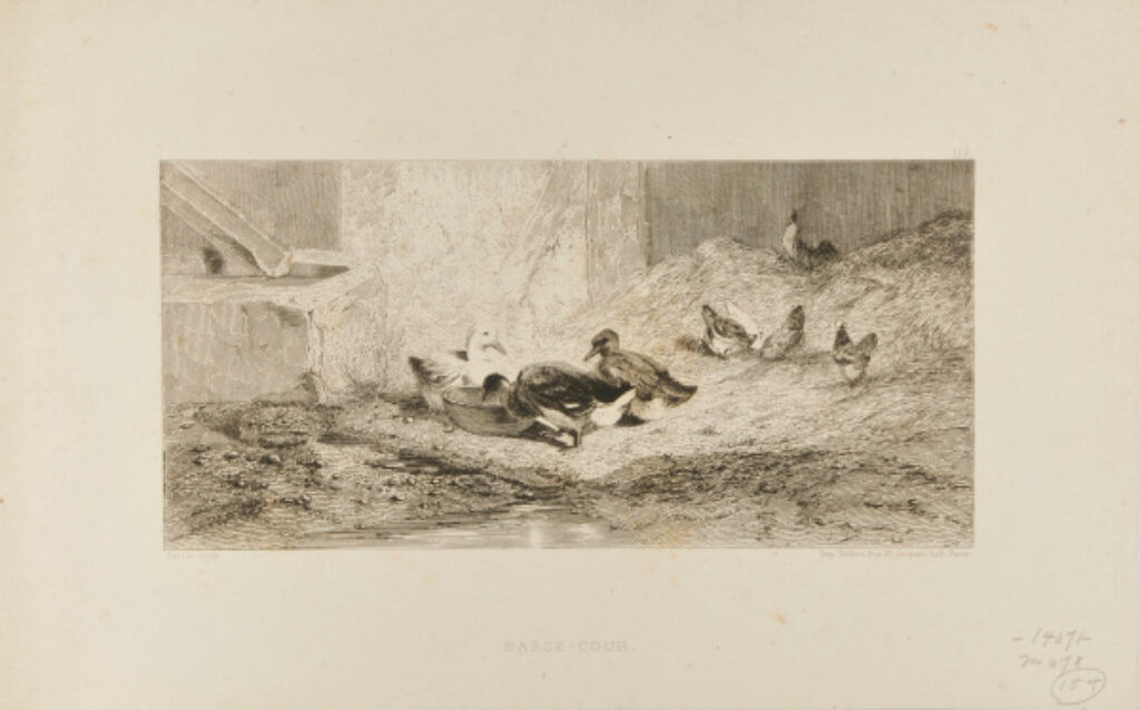 Basse-Cour