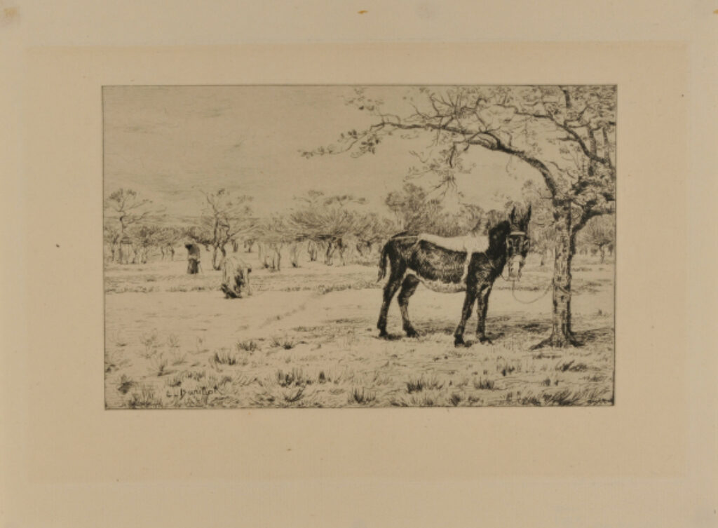 Donkey tied to a tree near an orchard in spring