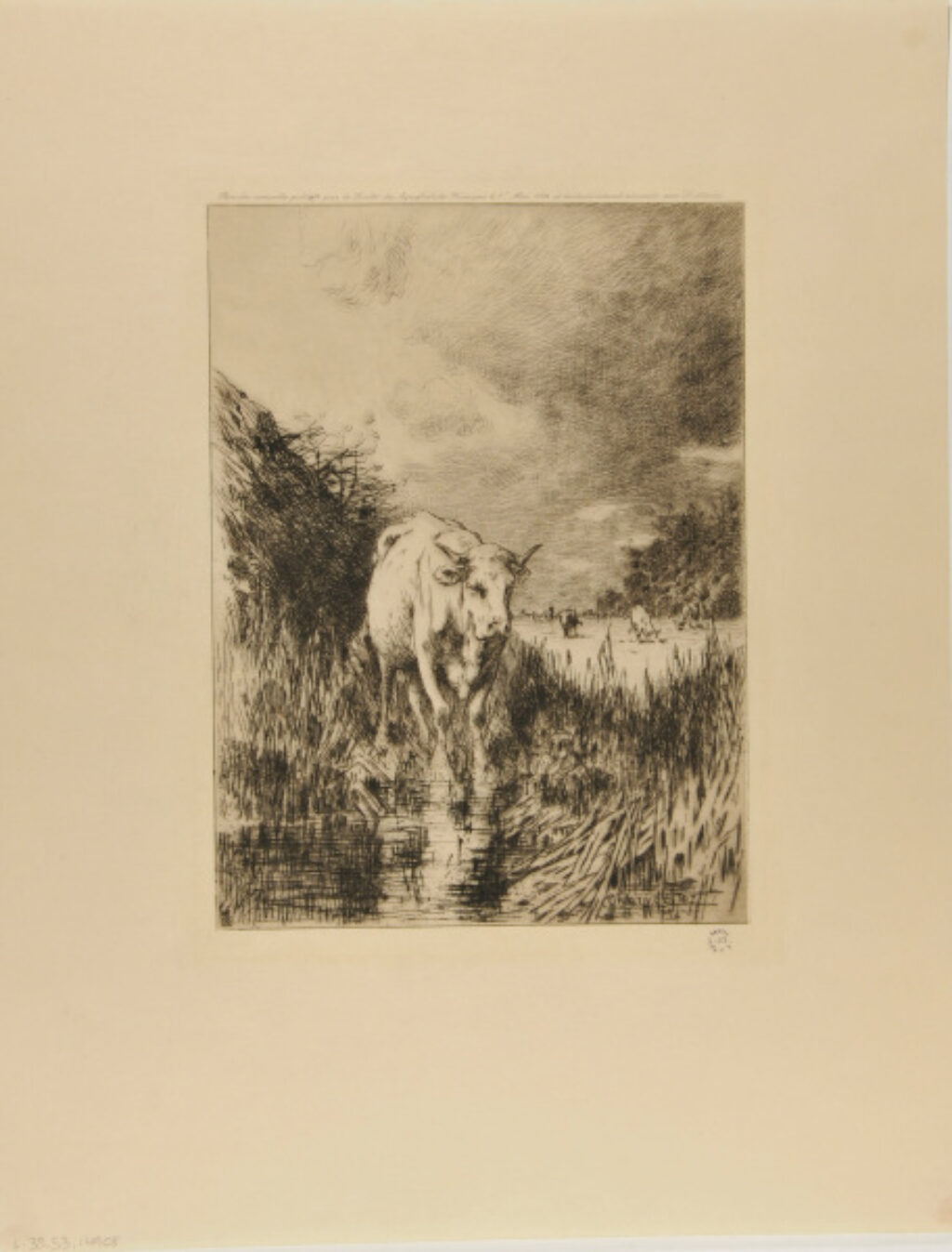 Cow in a marsh