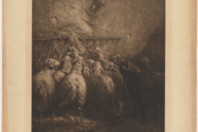 SHEEP IN A BARN