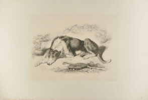 The Highland Shepherd’s Dog