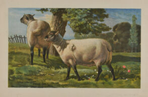 Moutons de race Southdown…