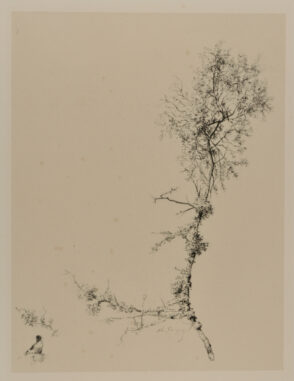 Étude de branche d’arbre