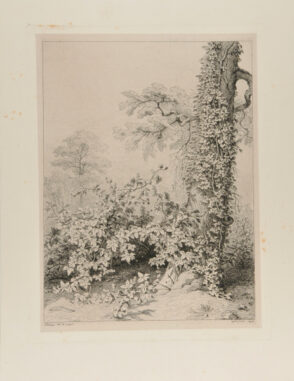 Ronce et lierre