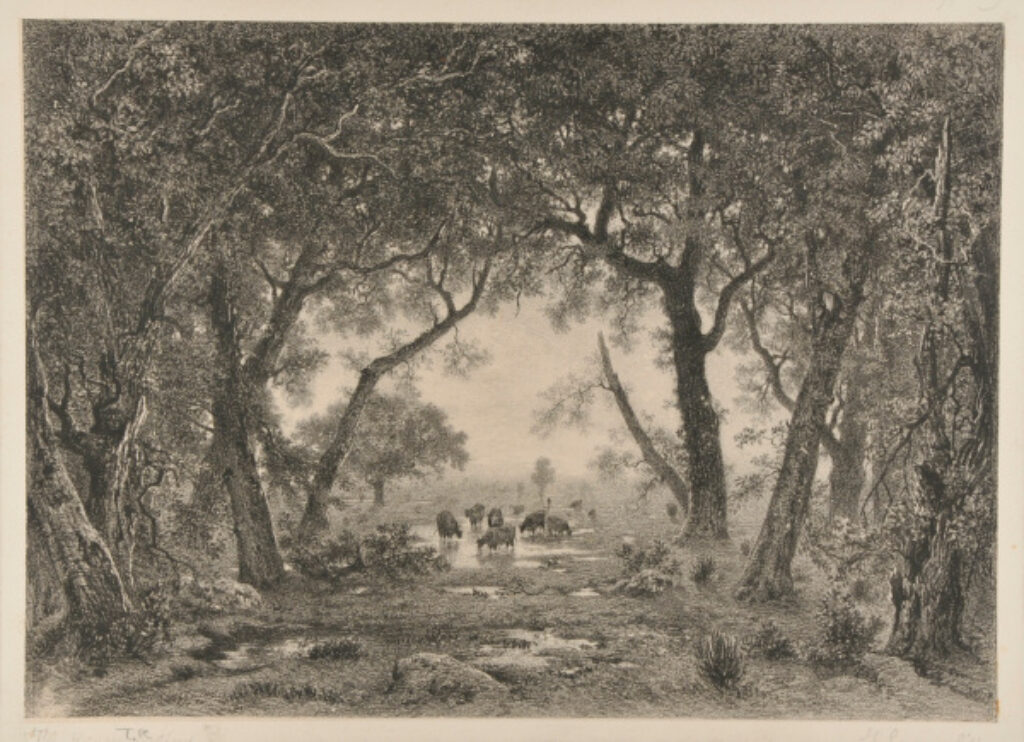 Cattle Grazing in a Clearing near a Woods