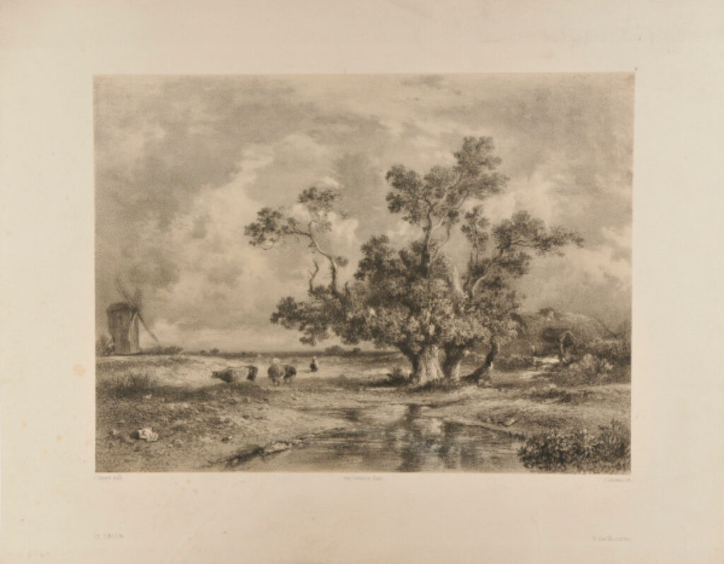 Cattle Grazing with Windmill in the Background