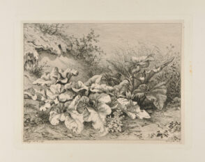 La Bardane au terrain