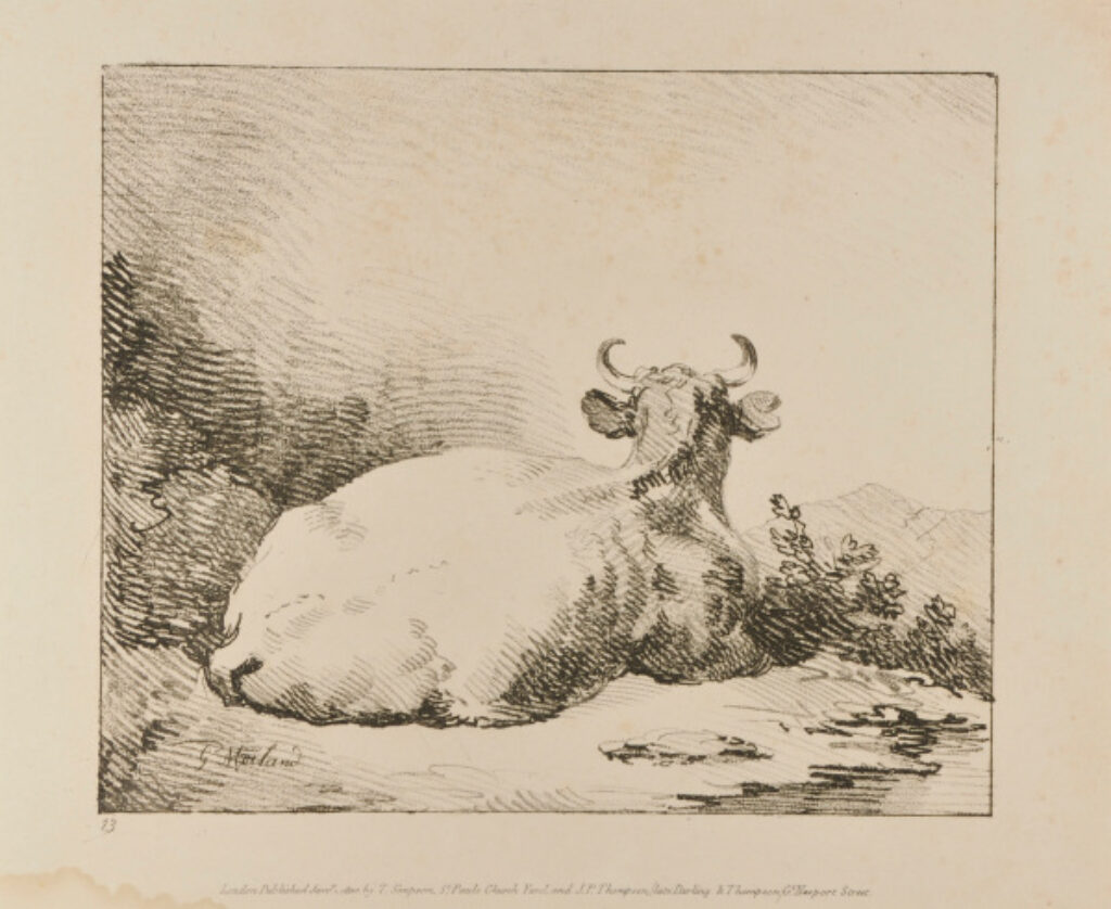Cow Seated (seen from the back with head raised)