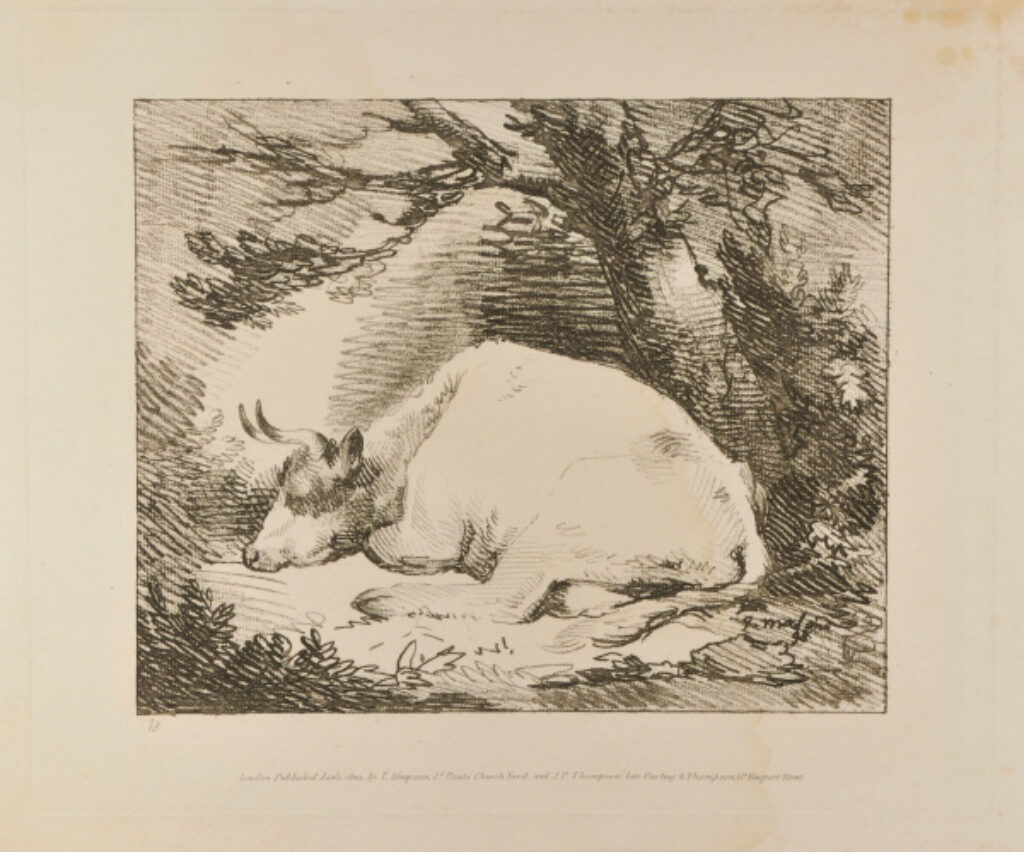 Cow Seated (with head down)