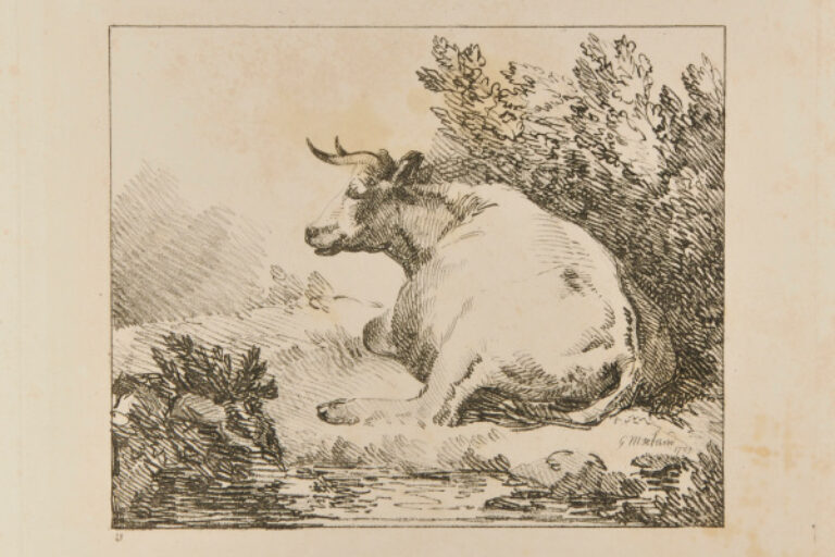 COW SEATED (SEEN LENGTHWISE)