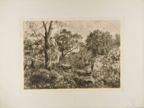 Landscape: Vines Growing Over Rocks