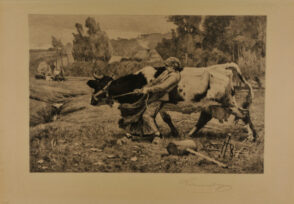 Girl Struggling with Cow