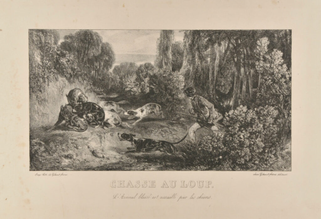 Chasse au loup