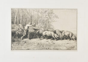 Troupeau de porcs sortant d’un bois