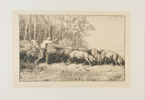 Troupeau de porcs sortant d’un bois