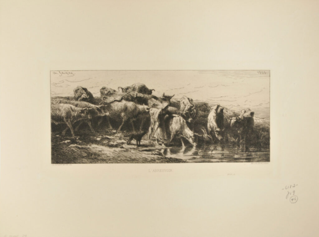 Herd of Cows and Bulls