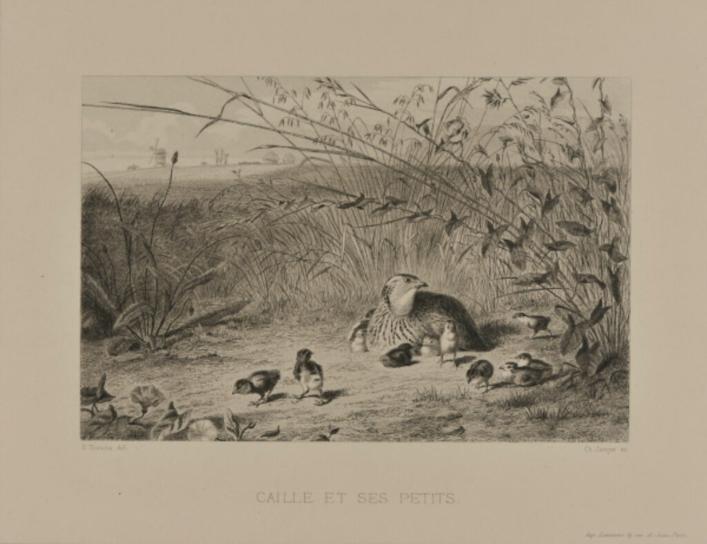 Caille et ses petits