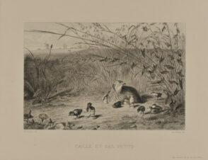 Caille et ses petits