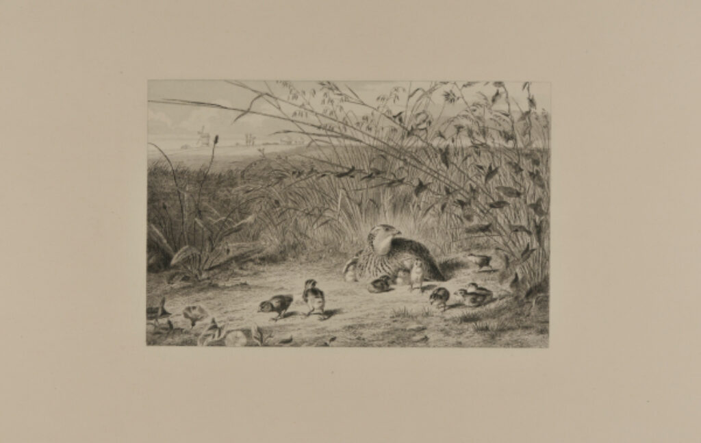 Quail and her Chicks