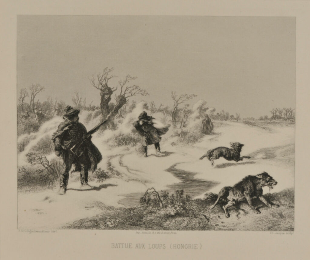 Battue aux loups (Hongrie)
