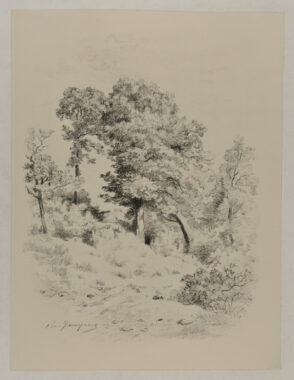 Grove of trees in the woods