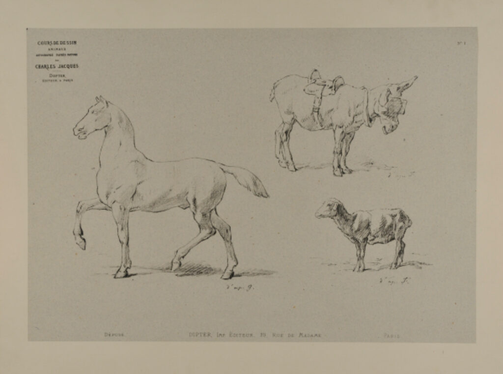 Horse, mule and saddle, lamb