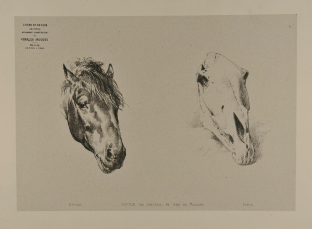 Horse head and skull