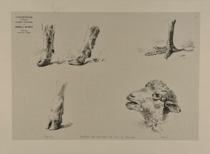 Hooves, claw, and sheep’s head