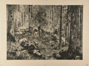 Forest interior